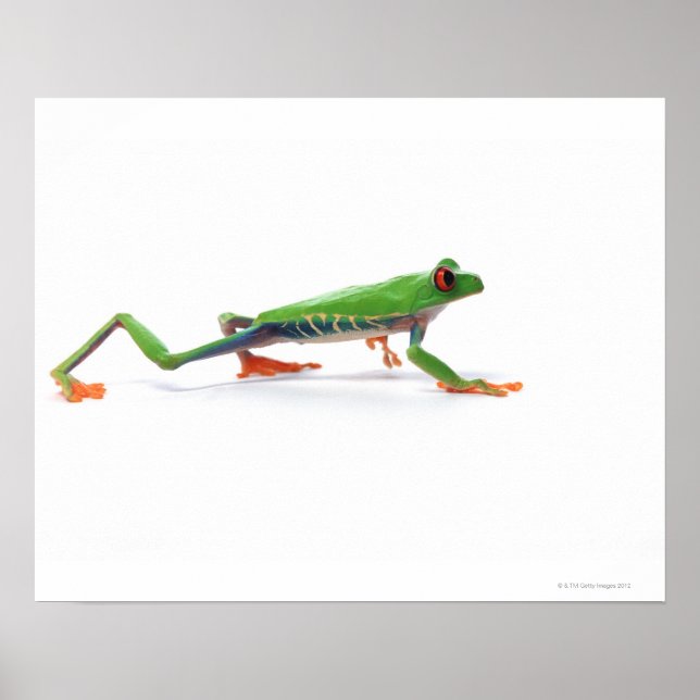Red eyed tree frog walking poster (Front)
