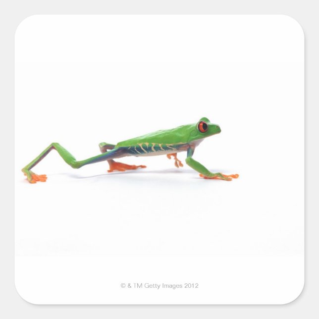 Red eyed tree frog walking square sticker (Front)