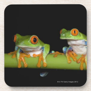 Red-eyed Tree Frogs (Agalychnis callidryas) Coaster