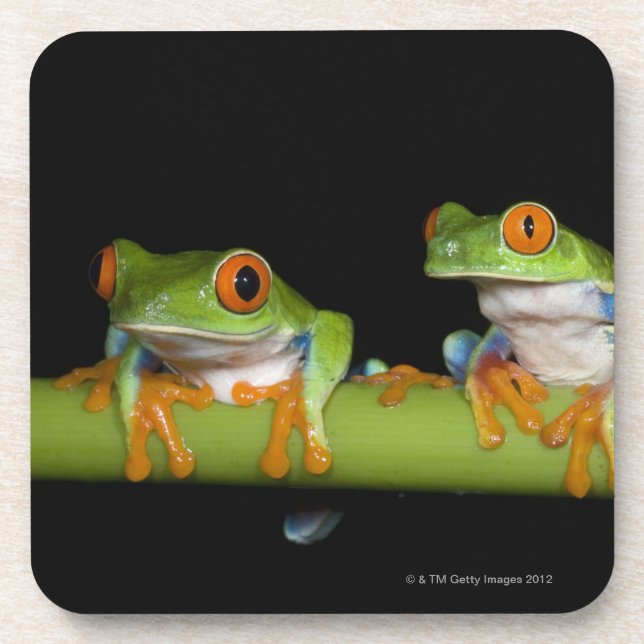 Red-eyed Tree Frogs (Agalychnis callidryas) Coaster (Front)