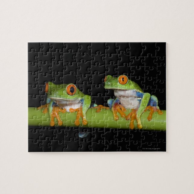 Red-eyed Tree Frogs (Agalychnis callidryas) Jigsaw Puzzle (Horizontal)