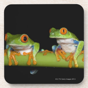 Red-eyed Tree Frogs (Agalychnis callidryas) on Coaster