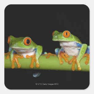 Red-eyed Tree Frogs (Agalychnis callidryas) on Square Sticker