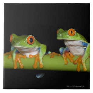 Red-eyed Tree Frogs (Agalychnis callidryas) Tile