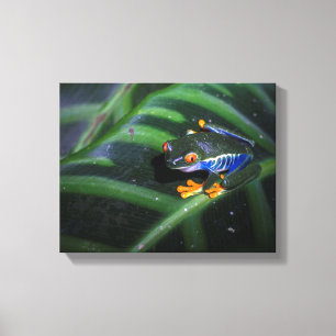 Red Eyes Frog On Leaf Canvas Print