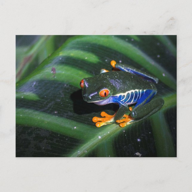 Red Eyes Frog On Leaf Postcard (Front)