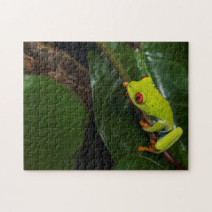 Red Eyes Frog On Stem Jigsaw Puzzle