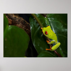 Red Eyes Frog On Stem Poster