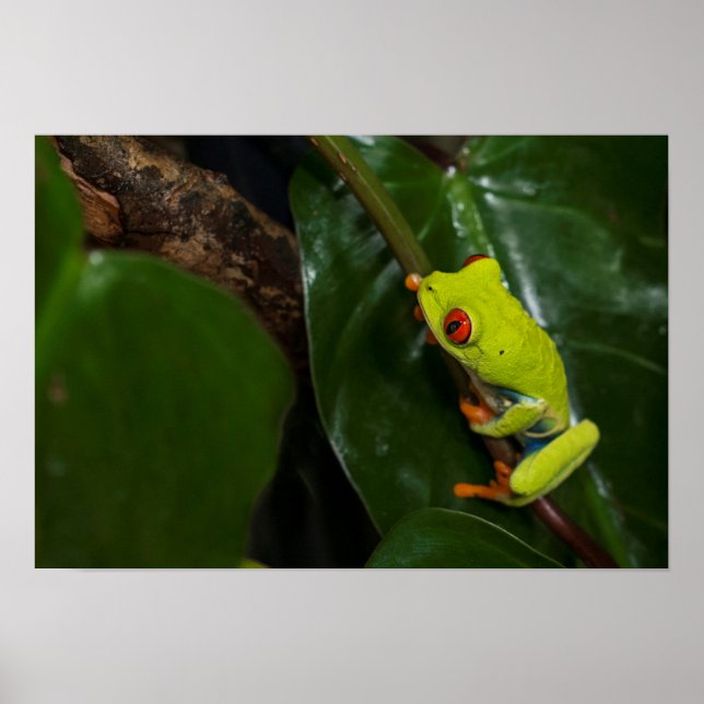 Red Eyes Frog On Stem Poster (Front)