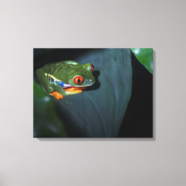 Red Eyes Frog Sitting Canvas Print (Front)