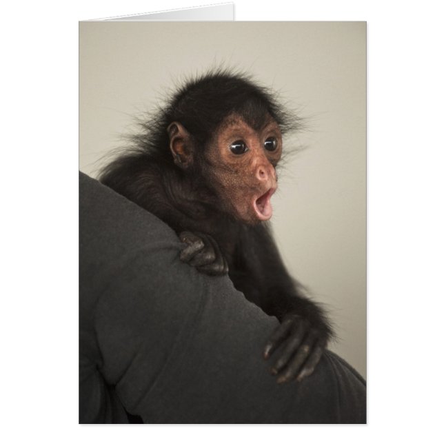 Red-faced Spider Monkey Ateles paniscus) (Front)