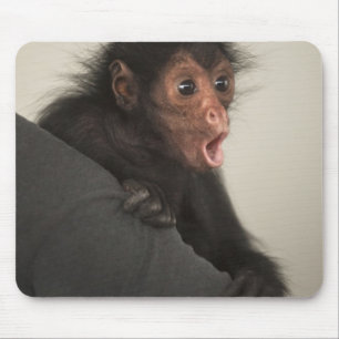 Red-faced Spider Monkey Ateles paniscus) Mouse Pad