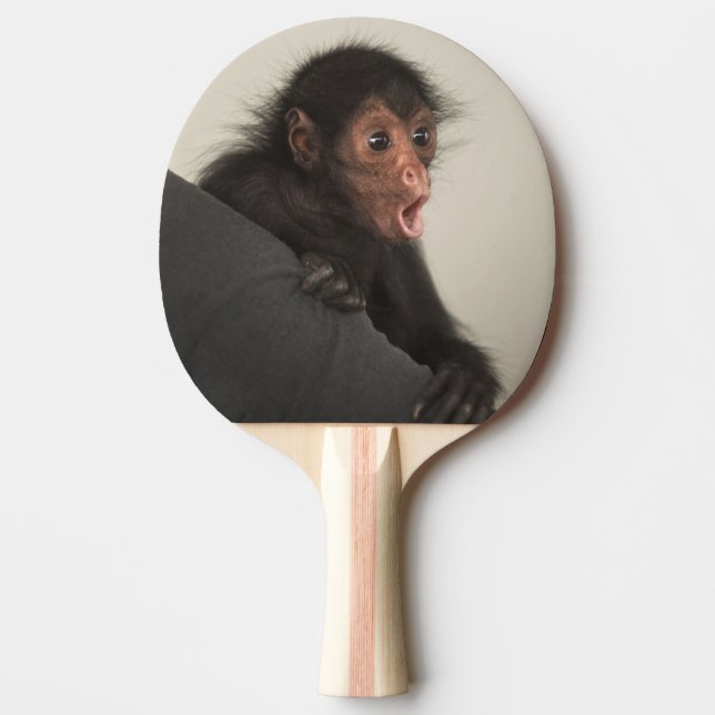 Red-faced Spider Monkey Ateles paniscus) Ping Pong Paddle (Front)