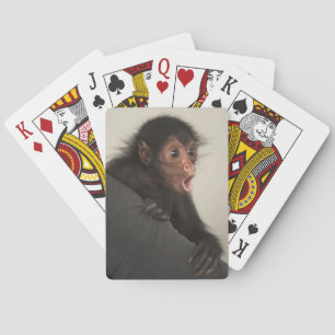Red-faced Spider Monkey Ateles paniscus) Playing Cards