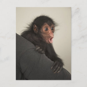 Red-faced Spider Monkey Ateles paniscus) Postcard
