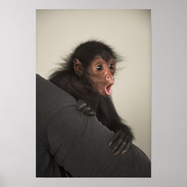 Red-faced Spider Monkey Ateles paniscus) Poster (Front)