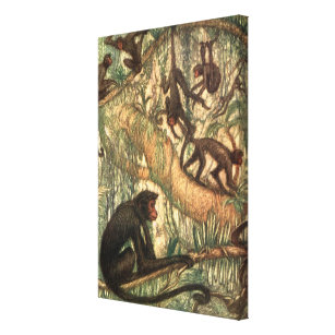 Red Faced Spider Monkeys by Louis Sargent Canvas Print
