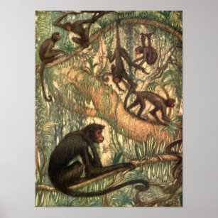 Red Faced Spider Monkeys by Louis Sargent Poster