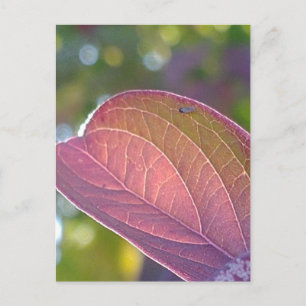 Red Fall Leaf And Bokeh Postcard