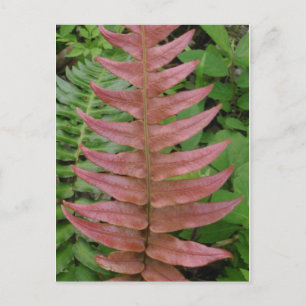 Red Fern Postcard