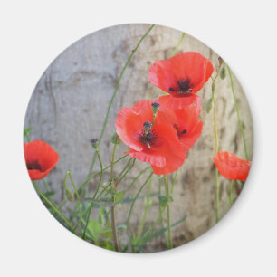 Red Field Corn Poppies Magnet