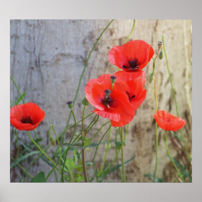 Red Field Corn Poppies Poster (Front)