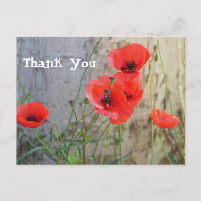 Red Field Corn Poppies Thank You Postcard (Front)