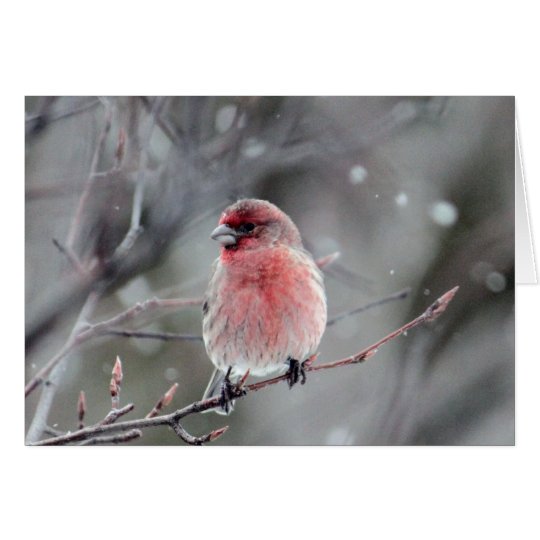 Red Finch Card