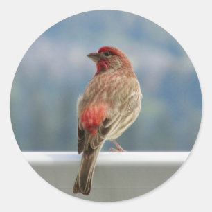 Red Finch Checking out the View. Classic Round Sticker