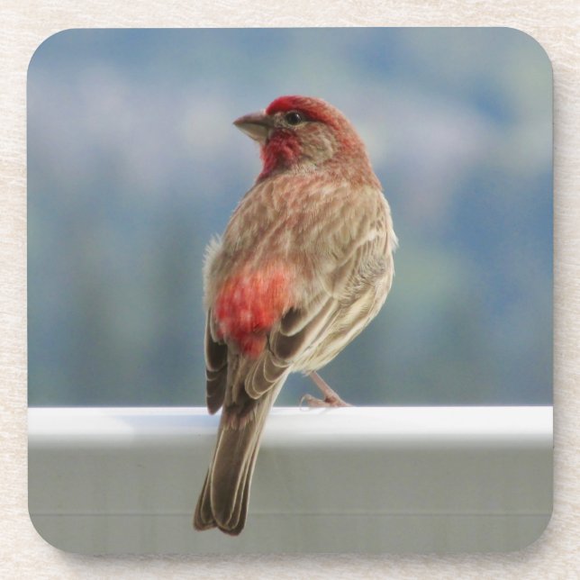 Red Finch Checking out the View. Coaster (Front)