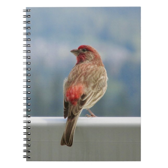Red Finch Checking out the View. Notebook (Front)