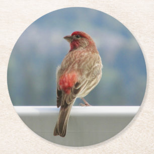 Red Finch Checking out the View. Round Paper Coaster