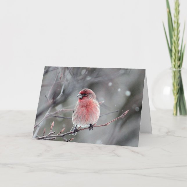 Red Finch Photo Christmas Holiday Card (Front)
