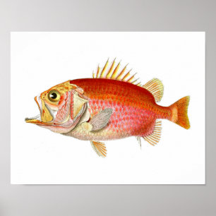 Red Fish Antique Fish Print no. 6 Beach Decor
