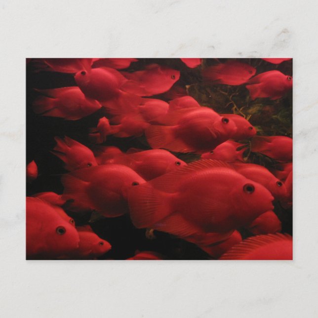 Red Fish Postcard (Front)