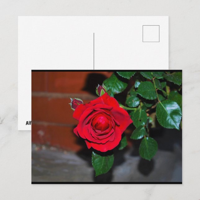 Red Floral Rose Postcard (Front/Back)