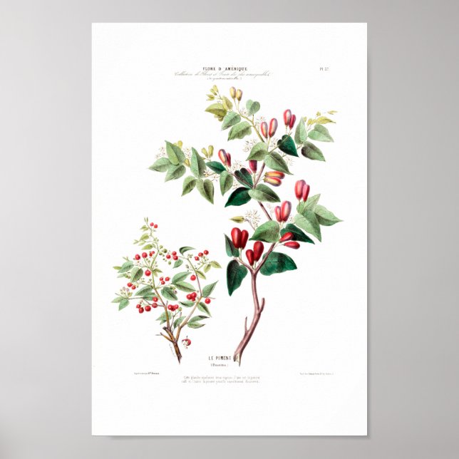 Red Floral Vintage American Botanical Piment Poster (Front)