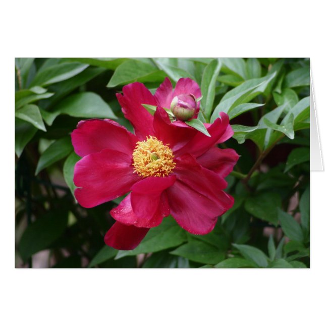 Red Flower (Front Horizontal)