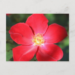 Red Flower # 1 Postcard