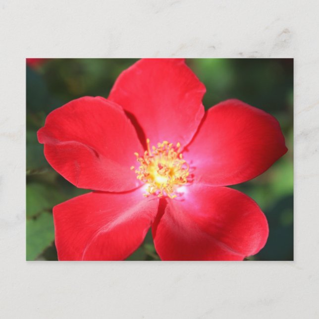 Red Flower # 1 Postcard (Front)
