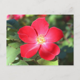 Red Flower # 2 Postcard