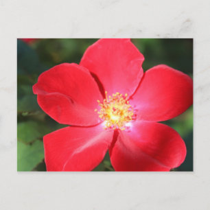 Red Flower # 5 Postcard