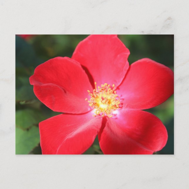 Red Flower # 5 Postcard (Front)