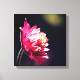 Red Flower In Sunlight Close Up  Canvas Print