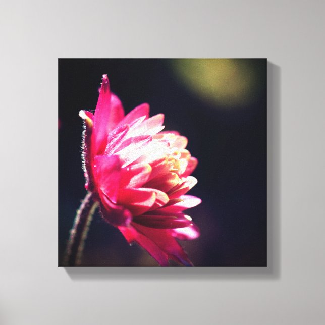 Red Flower In Sunlight Close Up  Canvas Print (Front)