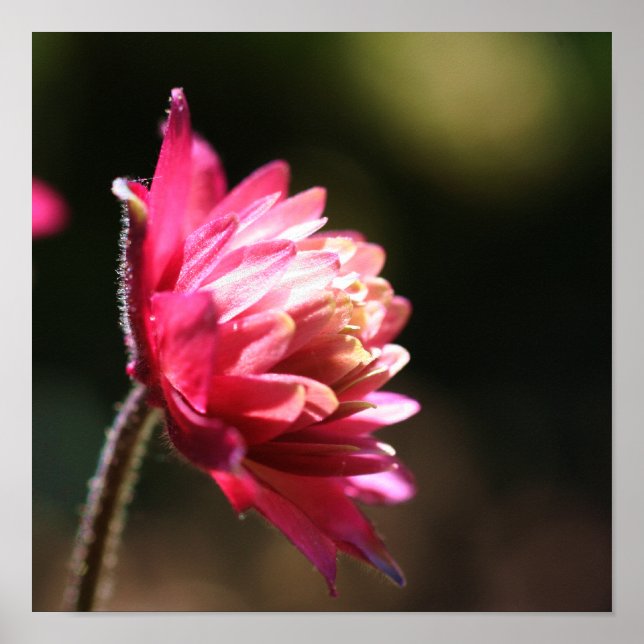 Red Flower In Sunlight Close Up Poster (Front)