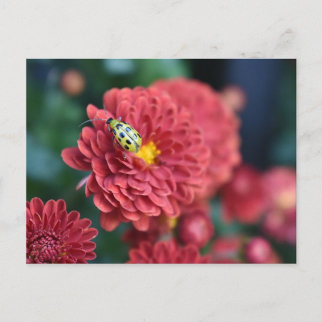 Red Flower Nature Photography Beetle Insect Bug Postcard (Front)