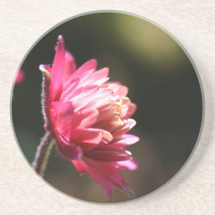 Red Flower Sunlight Floral Coaster