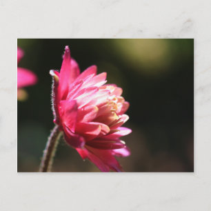 Red Flower Sunlight Floral Postcard