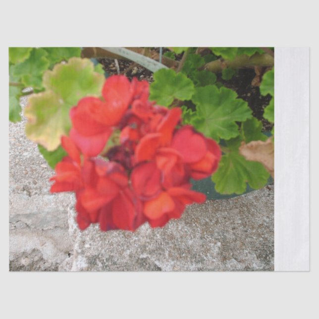 red flower tissue paper (Front)